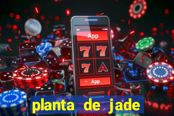 planta de jade significado espiritual